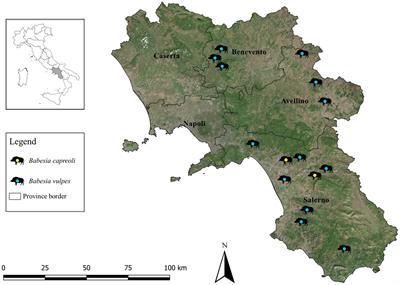 First molecular detection of Babesia vulpes and Babesia capreoli in wild boars from southern Italy